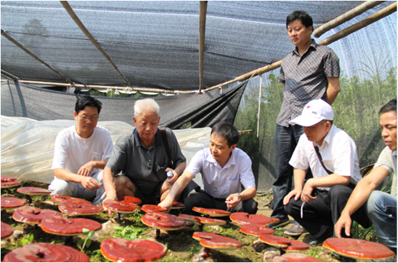 杭州亞運(yùn)會(huì)官方靈芝產(chǎn)品供應(yīng)商|杭州亞運(yùn)會(huì)官方供應(yīng)商|中國(guó)靈芝十大品牌|仙客來靈芝|仙客來靈芝破壁孢子粉|仙客來孢子油|仙客來靈芝飲片|仙客來破壁孢子粉|靈芝孢子油|孢子粉|靈芝破壁孢子粉|靈芝|中華老字號(hào)