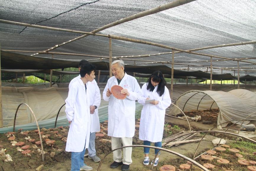 杭州亞運會官方靈芝產(chǎn)品供應商|杭州亞運會官方供應商|中國靈芝十大品牌|仙客來靈芝|仙客來靈芝破壁孢子粉|仙客來孢子油|仙客來靈芝飲片|仙客來破壁孢子粉|靈芝孢子油|孢子粉|靈芝破壁孢子粉|靈芝|中華老字號