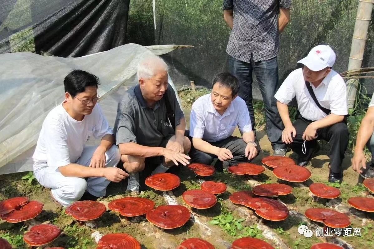 杭州亞運會官方靈芝產(chǎn)品供應商|杭州亞運會官方供應商|中國靈芝十大品牌|仙客來靈芝|仙客來靈芝破壁孢子粉|仙客來孢子油|仙客來靈芝飲片|仙客來破壁孢子粉|靈芝孢子油|孢子粉|靈芝破壁孢子粉|靈芝|中華老字號